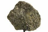 Fossil Triceratops Vertebra Section w/ Metal Stand - South Dakota #363615-1